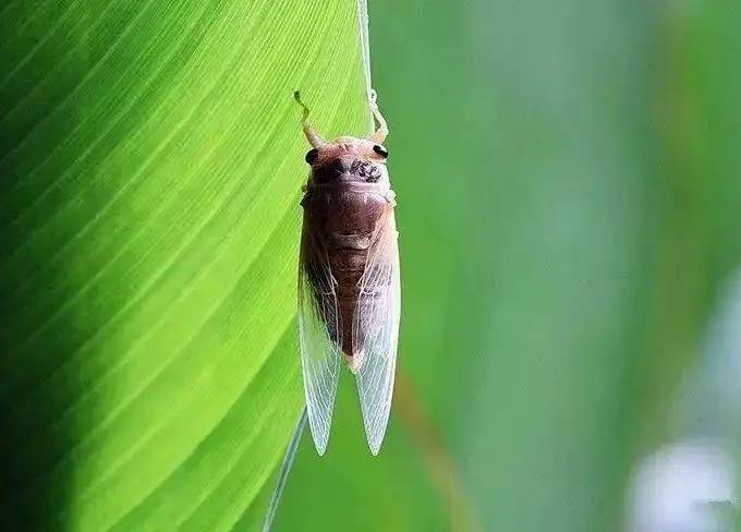 蝉的叫声它自已不觉得烦吗？蝉的耳机秘密武器：鼓膜！