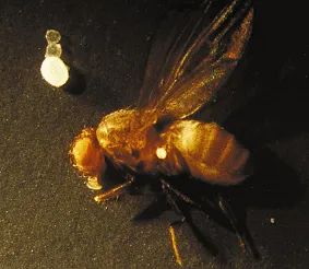 昆虫视角下的微生物世界：马赛克的奇妙眼界