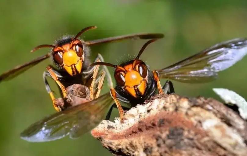 危险的非洲杀人蜂，它的出现尽然是人类的一次失误！