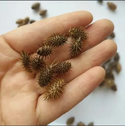 刺猬宝宝VS苍耳：硬刺大对决！