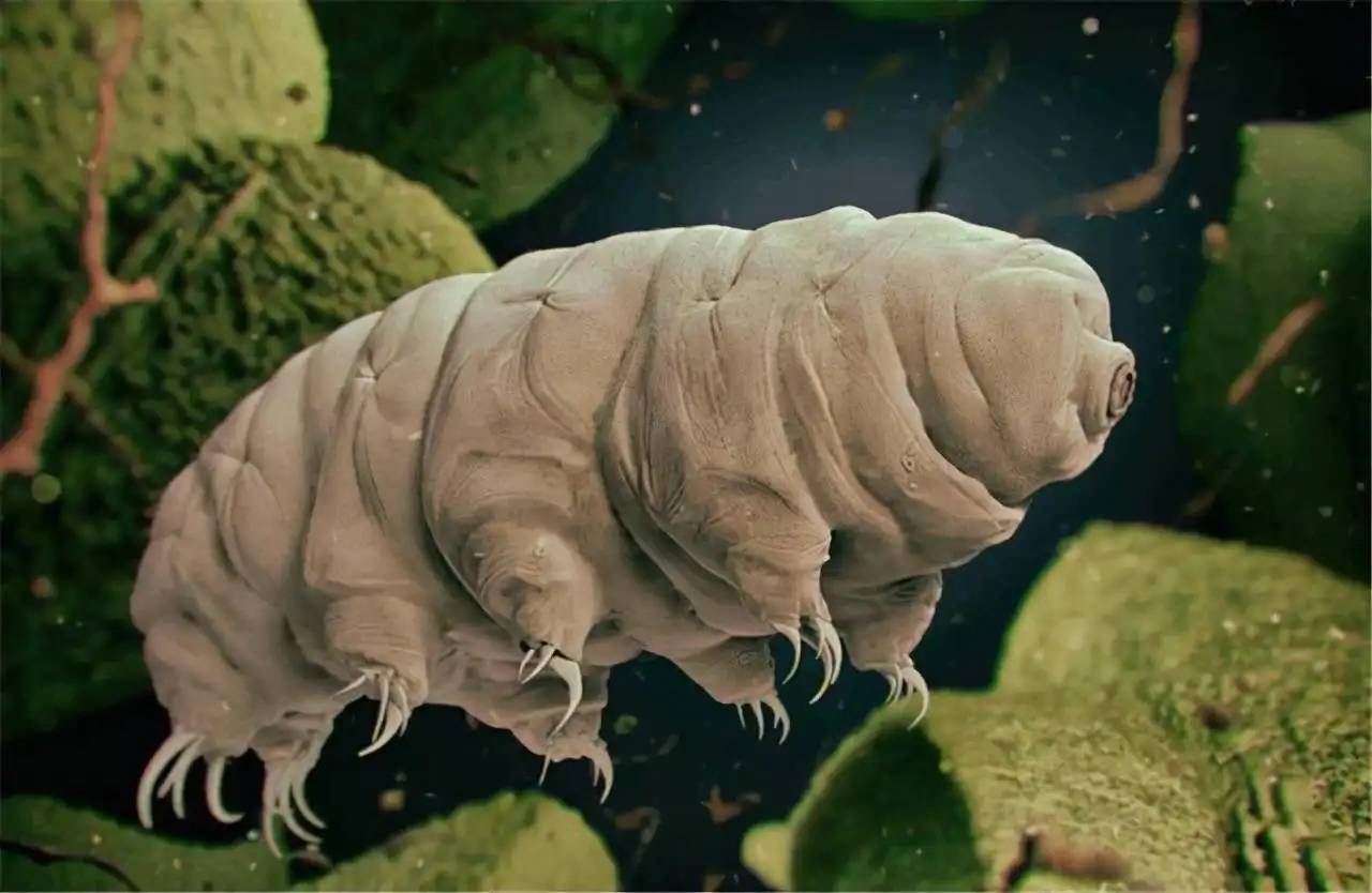 宇宙中是否存在比人类还要大上亿倍的生物呢？