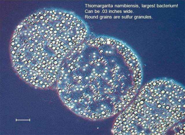 华丽硫珠菌的体长超两厘米，简直就是细菌中的篮球巨星