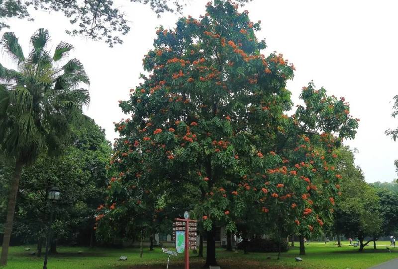 佛教四圣树，这些树不仅仅是植物，更是佛教文化中的象征