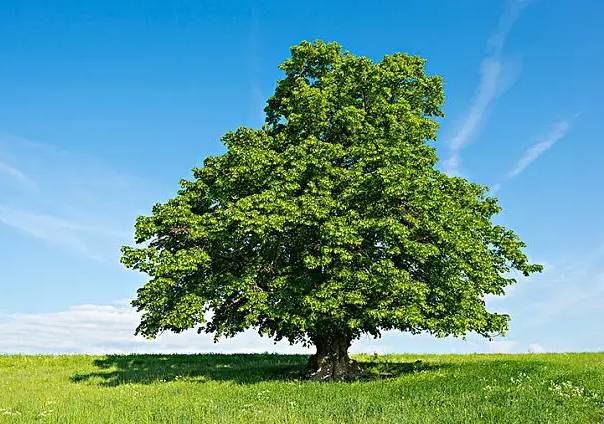 佛教四圣树，这些树不仅仅是植物，更是佛教文化中的象征