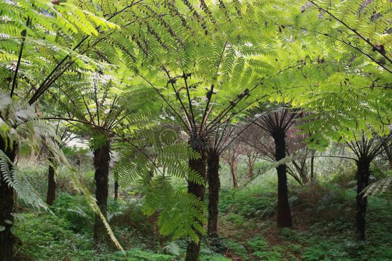 佛教四圣树，这些树不仅仅是植物，更是佛教文化中的象征