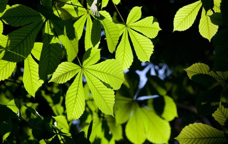 佛教四圣树，这些树不仅仅是植物，更是佛教文化中的象征