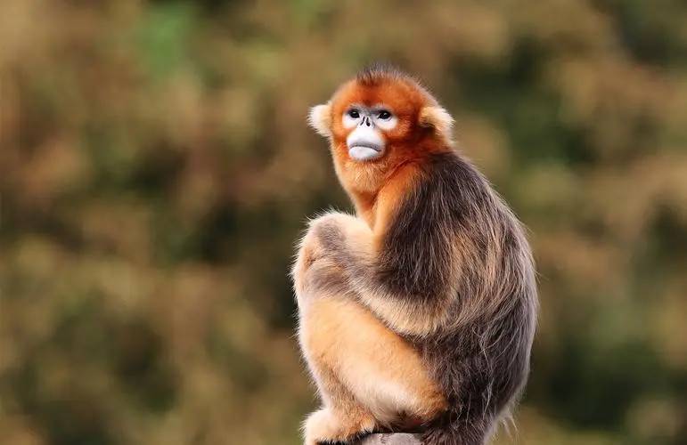 命名新物种的规律：从幽默到神奇，文化感觉就出来了