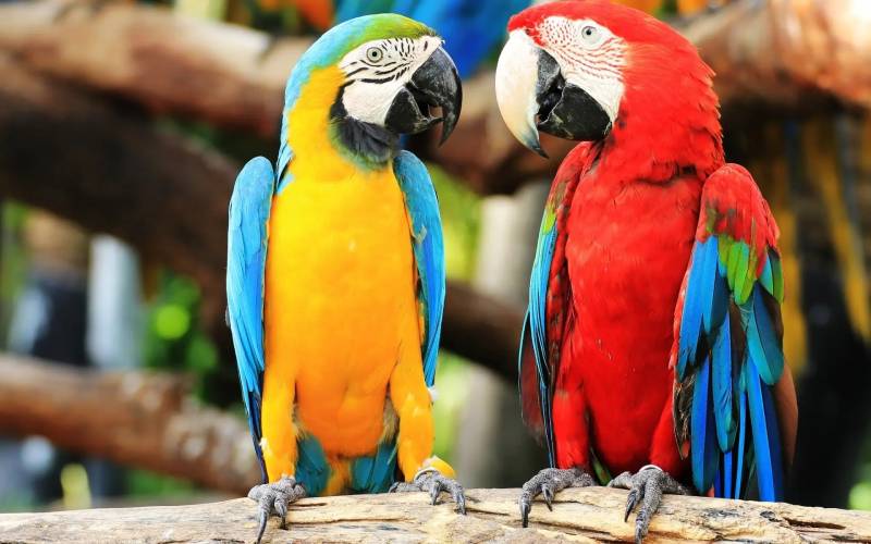 看来，过不了多久野生动物们也可以成为人类的新宠了