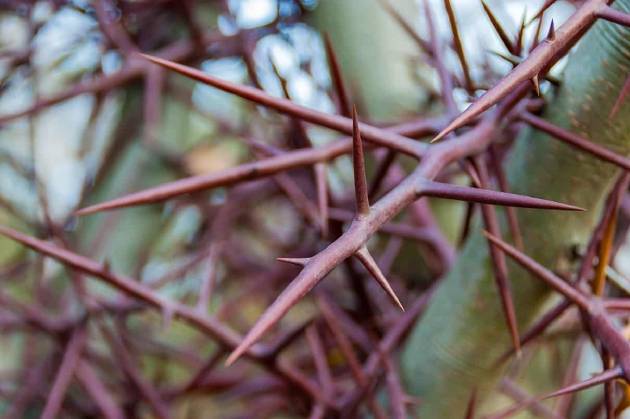 植物的刺为何这么扎心？它的刺到底有什么作用呢？