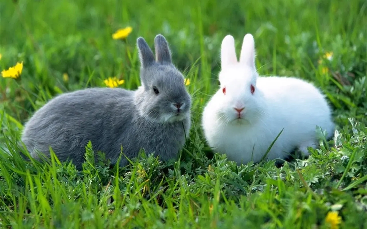 四川人吃兔头那才叫一个绝，想不明白这有啥好吃的