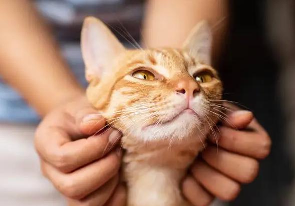 猫大爆料：我最喜欢的人竟然不是喂我的那个人！