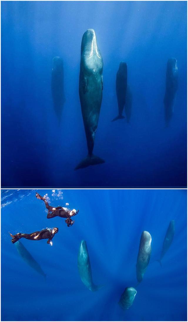 鲸鱼是大海的巨无霸，它们睡觉时的姿势尽然是竖着睡觉