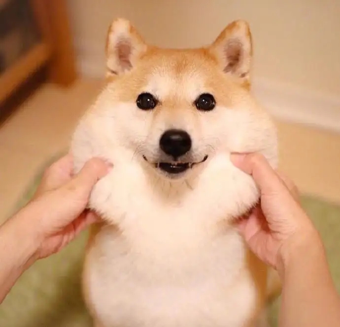 面对可爱的东西或者是动物时，为什么总想去捏它？