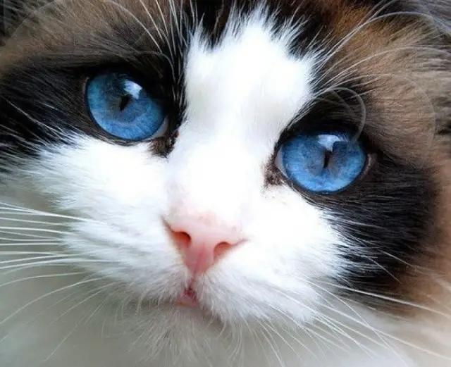 猫的眼睛是可以一日三变的，铲屎官都知道分别代表什么吗？