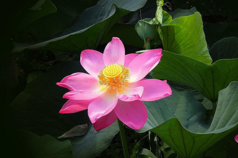 出淤泥而不染的荷花,保持自我追求纯洁,让人刮目相看