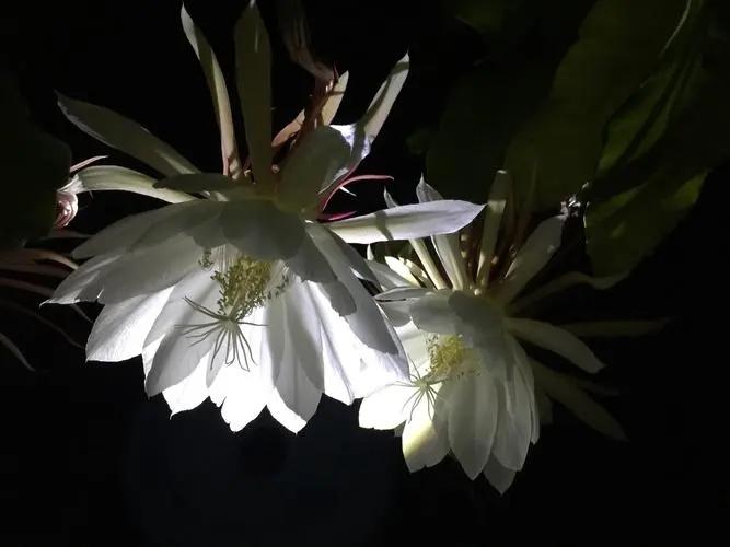 昙花一现真是诗意而又神秘的现象,感叹生命中的短暂美好