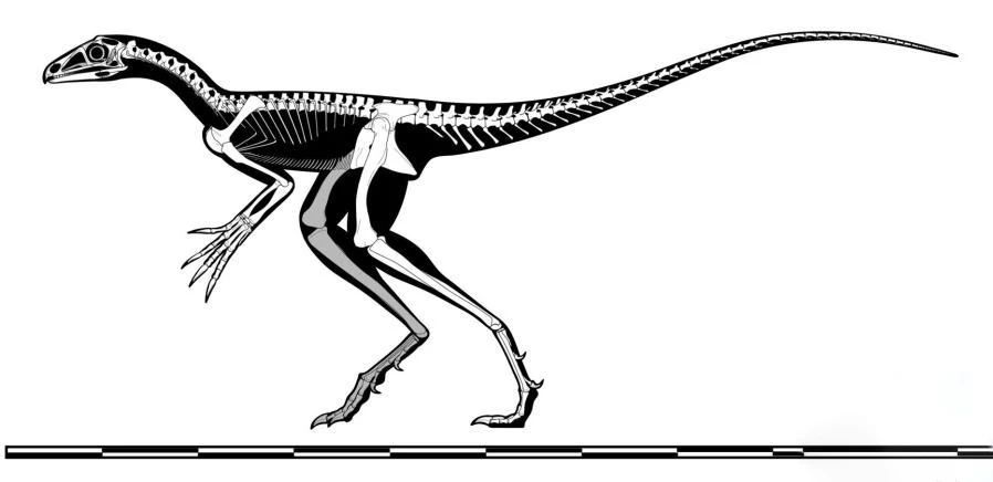 翼龙在未进化之前，它是不会飞行的