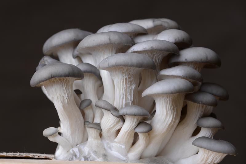 食草界的大反派？看起来很弱小的平菇竟然是肉食植物！