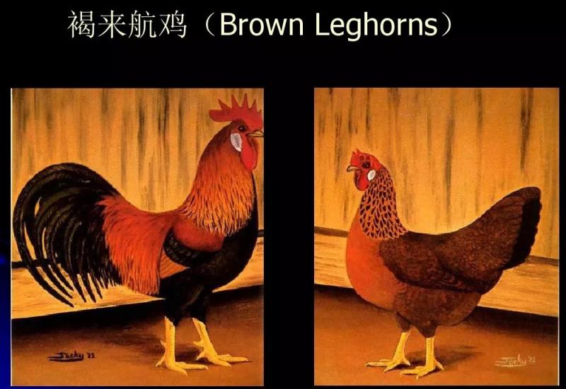 鸡蛋壳有白色,棕色,青色和蓝色，你知道它们有什么区别吗？