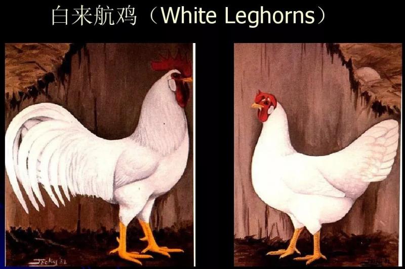 鸡蛋壳有白色,棕色,青色和蓝色，你知道它们有什么区别吗？