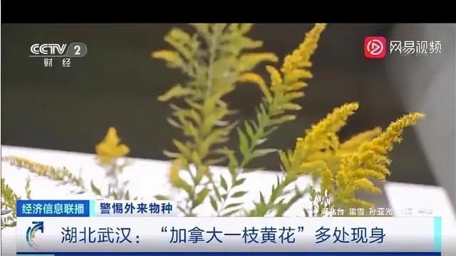 加拿大一枝黄花到底是何方怪物,它对人类危害多大?如何防治