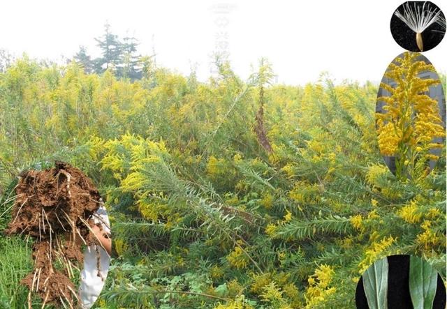 加拿大一枝黄花到底是何方怪物,它对人类危害多大?如何防治