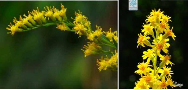 加拿大一枝黄花到底是何方怪物,它对人类危害多大?如何防治