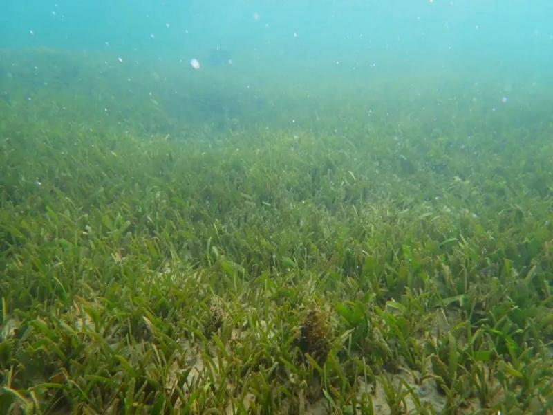 最深处的海底是个什么样子？也会像陆地一样有草原吗？