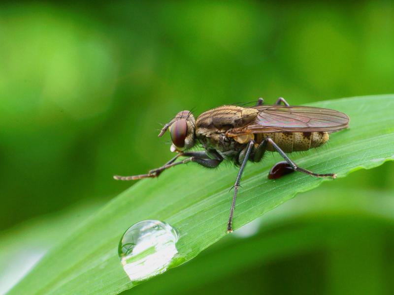 有人发现苍蝇竟然可以把自己的头拧下来玩