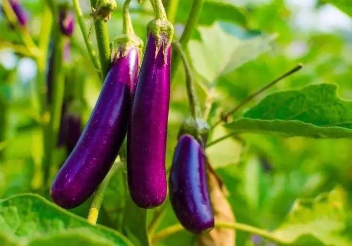 吃货们必看：蘑菇和茄子不能一起吃？别被谣言迷惑了！