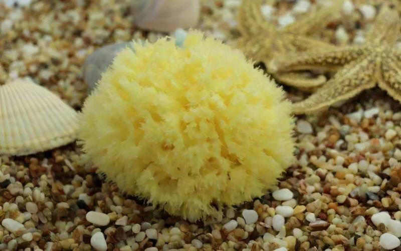 或许你会好奇，我们平时使用的海绵其实是用动物制成的