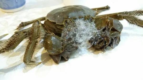 螃蟹被打捞上岸后，它的嘴巴为什么会一直吐泡泡呢？