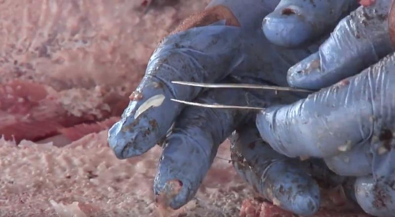 喝鱼头汤时,偶尔会发现里面有个白色小石头,那是什么能吃吗