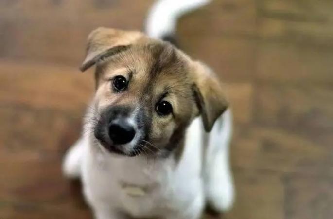 狗为什么总是会喜欢歪着头看人