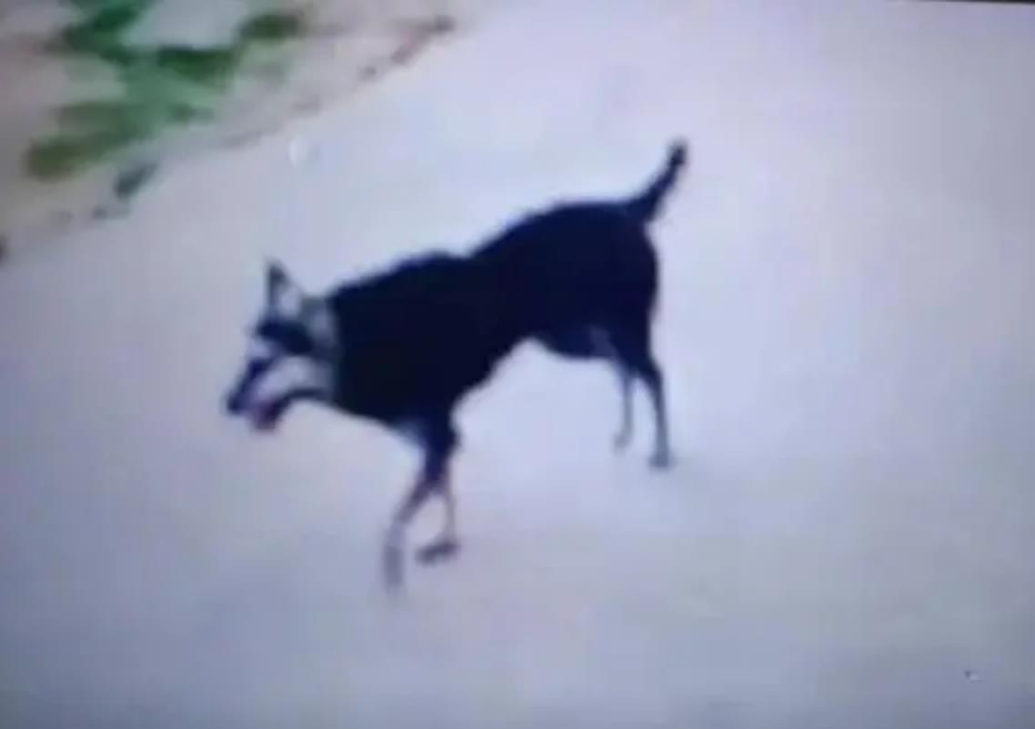 河南3岁男童狂犬病病毒免疫失败问题，一串问号需要解答