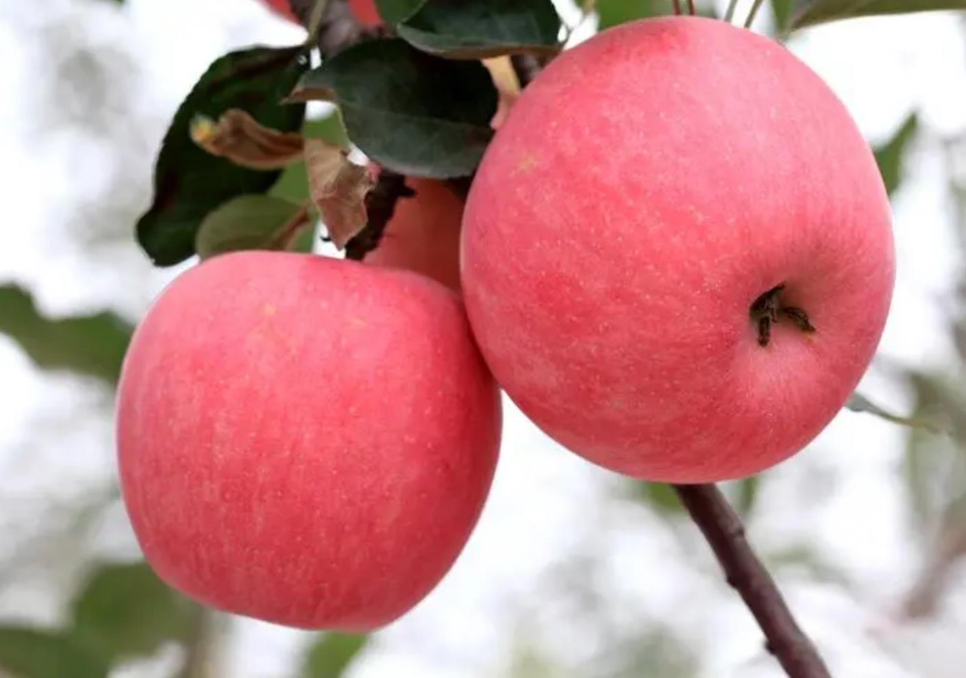 一日一苹果，医生远离我，揭秘水果的健康魔力