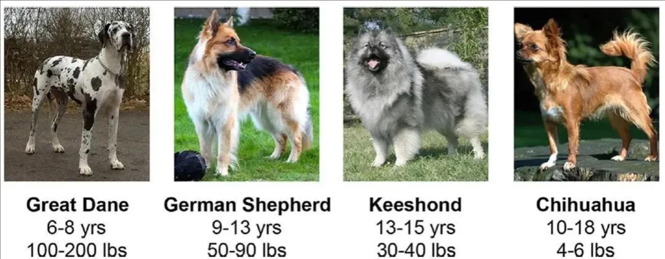 宠物的秘密：狗的体重每增加2公斤，寿命就会缩短30天左右