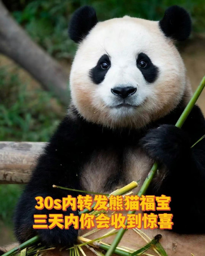 徐贤关注福宝被虐待的帖子，还点赞请愿引发网友热议！