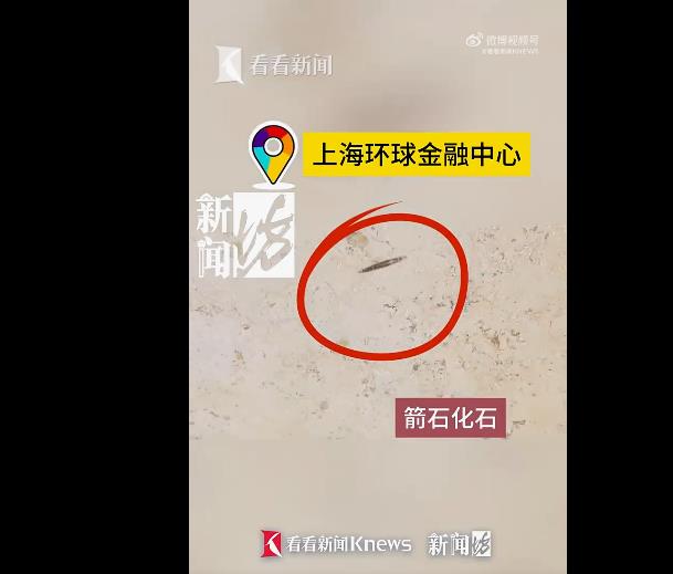 小学生意外发现瑞金医院上亿年前化石，成为科普小达人