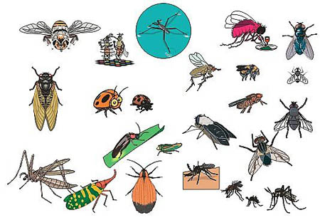 冬天到来的时候，那些讨厌的苍蝇和蚊子去哪儿了