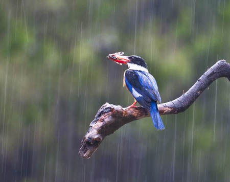 可怕的飓风来袭时，可怜的鸟儿们该如何求生？