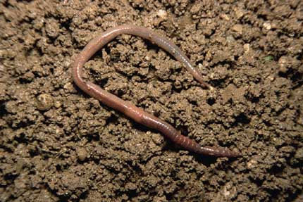 蚯蚓穿透硬土的神奇力量：如何在坚硬的土壤中穿行？