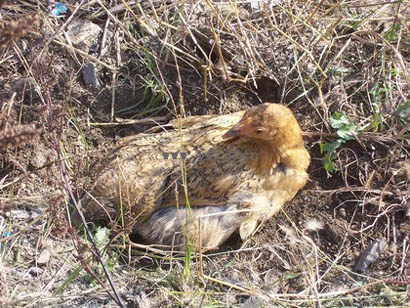 鸟类为何热衷洗泥土浴？这样真能把身上弄干净吗？