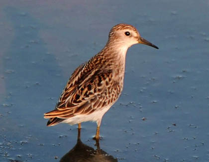 为什么水鸟能在水下看清小鱼小虾和其它东西