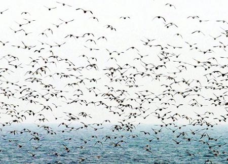 候鸟迁徙之谜：它们如何精准找到回家的路线？