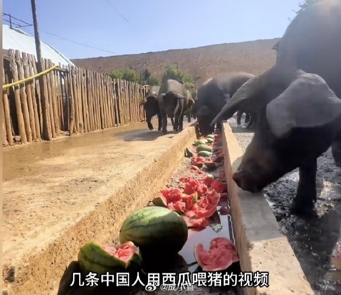 韩国小哥网上发言：从来都不信中国拿西瓜喂猪！