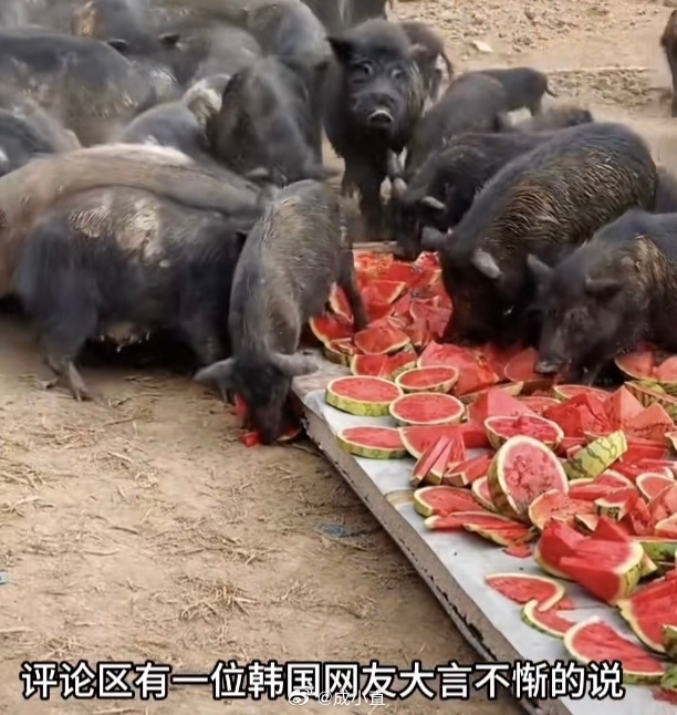 韩国小哥网上发言：从来都不信中国拿西瓜喂猪！