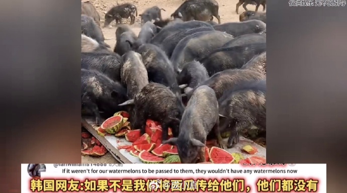 韩国小哥网上发言：从来都不信中国拿西瓜喂猪！