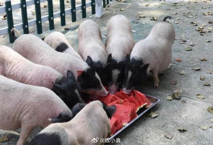 韩国小哥网上发言：从来都不信中国拿西瓜喂猪！