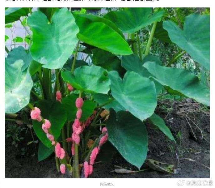 夫妻2人不戴手套铲除福寿螺，双双感染寄生虫